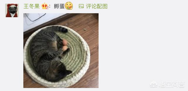 猫咪绝育惊呆了:猫咪绝育后，自己知道吗？ 猫咪绝育好还是不绝育好