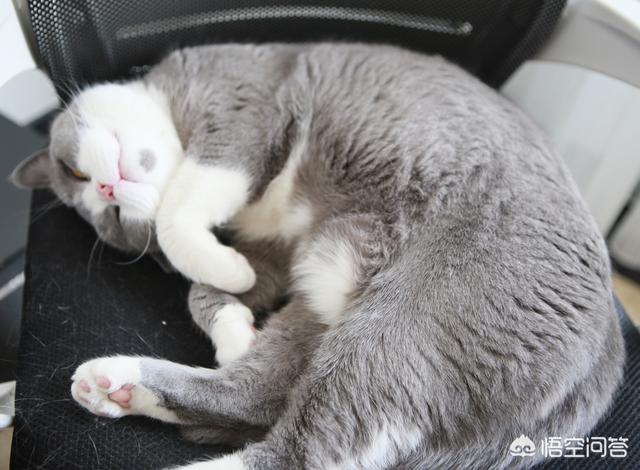 小萌猫红小胖:养一个胖猫是一种怎样的体验？