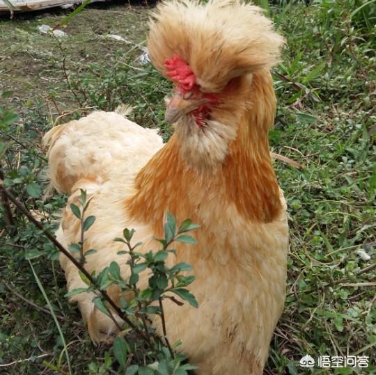 鸡大肠杆菌病临床表现:影响土鸡健康的疾病有哪几种？