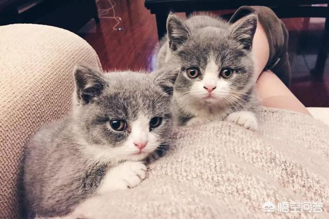 小萌猫红小胖:养一个胖猫是一种怎样的体验？