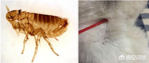 介助犬的遗言全集中文字幕:狗狗身上有多少种寄生虫？