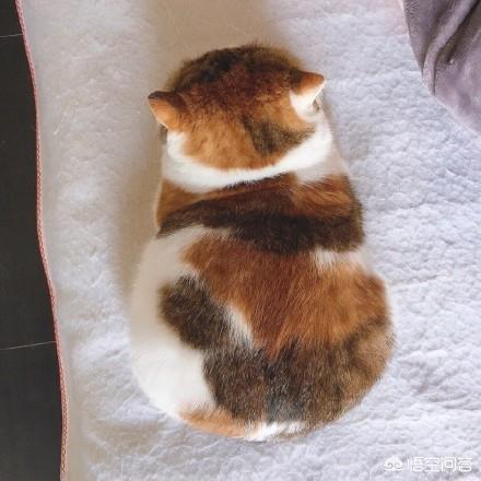 来养一只电子宠物猫:养一只橘猫具体是一种怎样的体验？