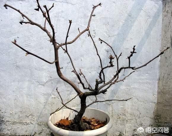 角箱鲀图片:三角梅开完花了还能再次开花吗？该注意什么？