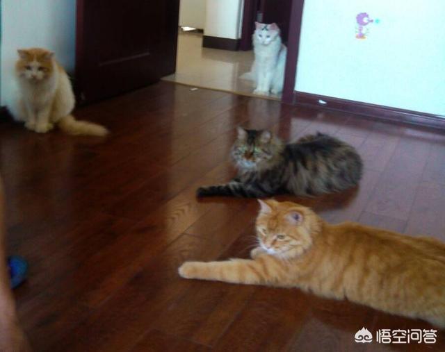 胖轩弟弟被窝合影:家里养了一只公猫，不想给它做绝育的话，可以养个母猫陪它吗