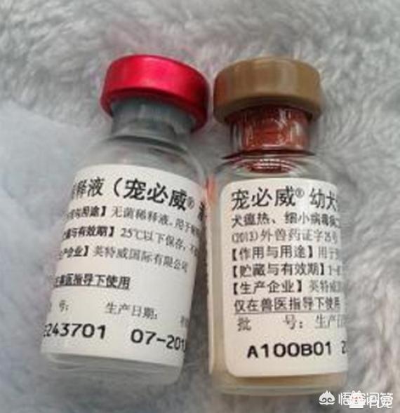 宠物消毒剂多久用一次:猫砂要不要定期全部更换？