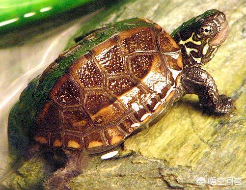 新手养乌龟应该注意什么，如何养殖乌龟，应该注意什么呢