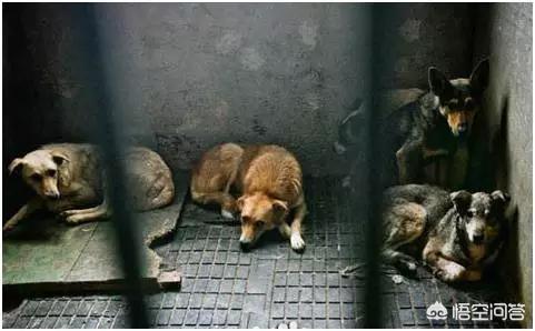 美国猫市长是怎么回事:美国是怎么处理流浪猫流浪狗的，为什么经常能看到安乐死这个词？