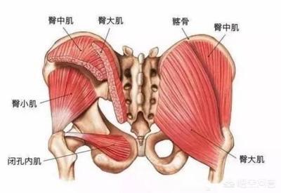 调教女犬大腿环阴环阴链电影:怎样才算翘臀？如何才能锻炼出翘臀？