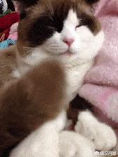 爱肯拿和荒野盛宴:3个月的布偶猫吃什么好？