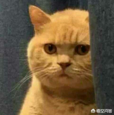 爱肯拿和荒野盛宴:3个月的布偶猫吃什么好？