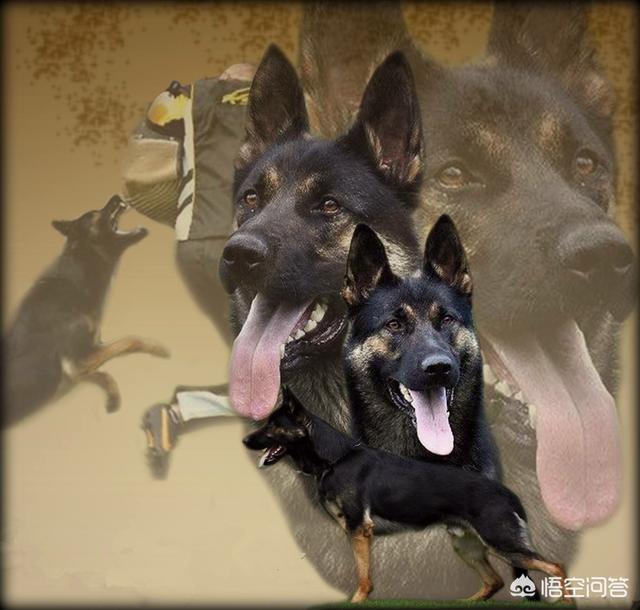 平背德牧犬图片大全:边牧犬图片大全 德牧分为东德，西德和锤系德牧吗？