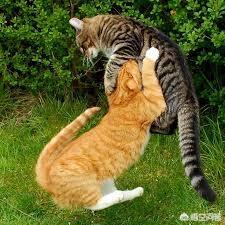 阎妮公猫端母猫的戏:猫咪配猫第一次见打架怎么办？