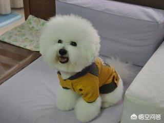 最可爱的博美犬视频:博美犬有什么缺陷？饲养时要注意什么？