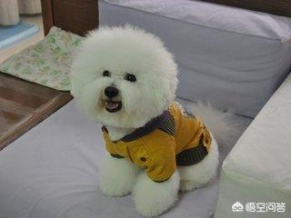 博洛尼亚犬和博美犬有什么区别:博美和比熊哪个好看，哪个比较好点？