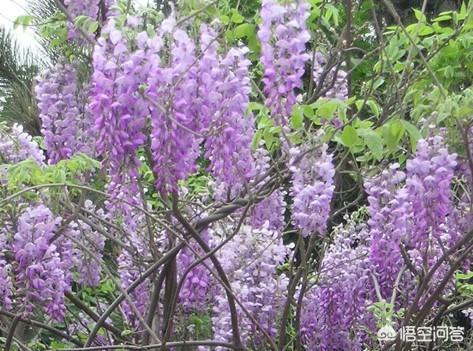 槐树开的紫色花能吃吗