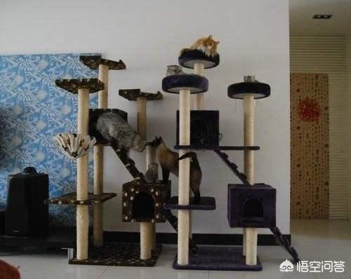 宠物级加菲猫价格:加菲猫与橘猫的混血大约值多少钱？