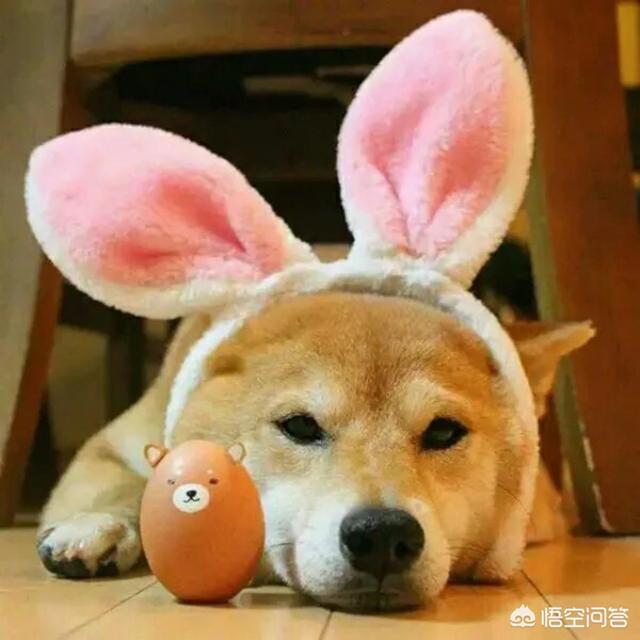 头条问答 养一只柴犬怎么样 神犬小多多的回答 0赞