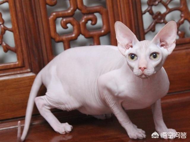 无毛猫:长相奇特的无毛猫，为什么还有人买它？