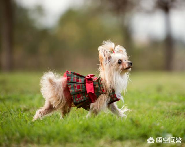 狗茎进入:狗狗有时爱吃草，怎么回事？