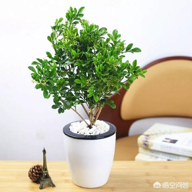 米兰花图片:米兰买回来不到一个星期叶子都落光了，怎么办，还能救活吗？