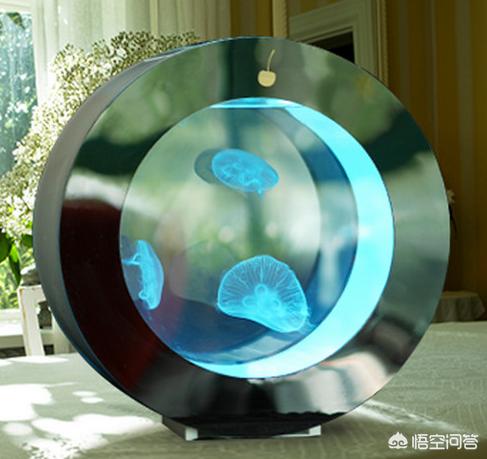 送的水母怎么养:不大的小水母可以喂些什么？怎么饲养，如何给换水？