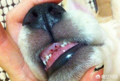 头条问答 小狗牙断了流血了怎么办 要不要吃消炎药 3个回答