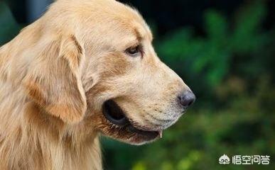 女人和大型狗狗在线免费视频观看:女子路边树上拴狗没让儿童靠近，老人骑车猛撞狗主人，你怎么看？ 可爱的狗狗的视频免费看