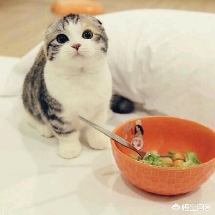 一个月大小猫 福来恩:怎样让猫咪度过新环境的适应期？