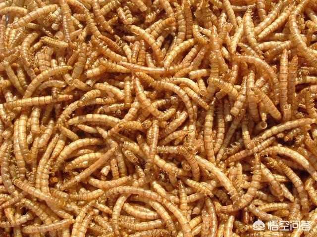 小金鱼吃什么图片:金鱼除了能喂鱼饲料还能喂什么？