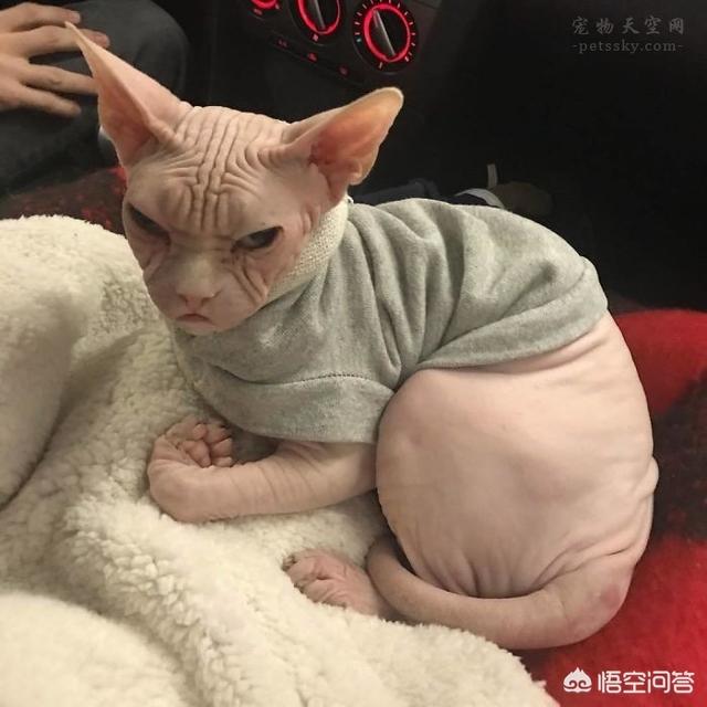 加拿大无毛猫:为什么会有人喜欢养加拿大无毛猫
