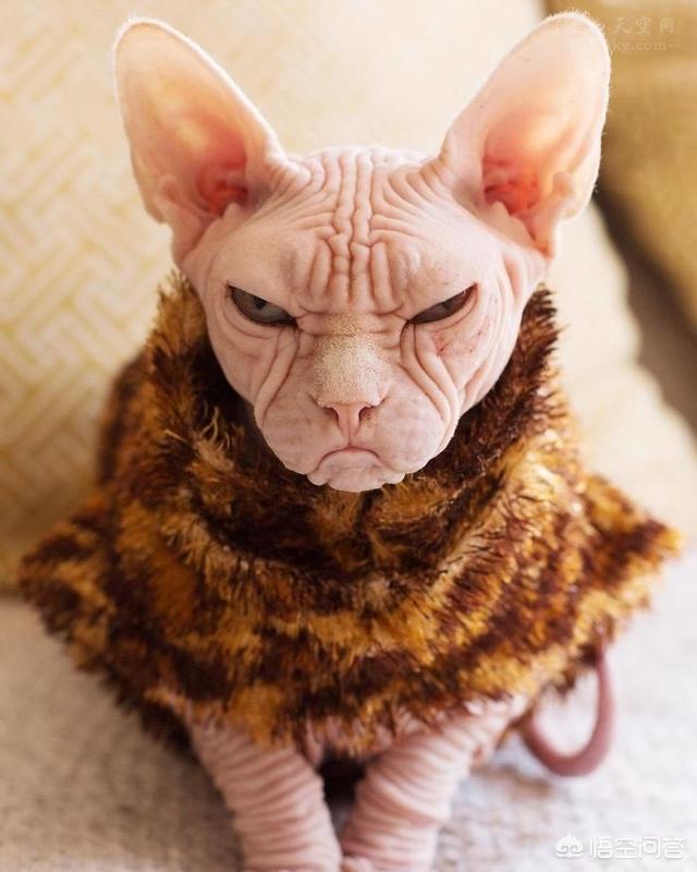 加拿大无毛猫:为什么会有人喜欢养加拿大无毛猫