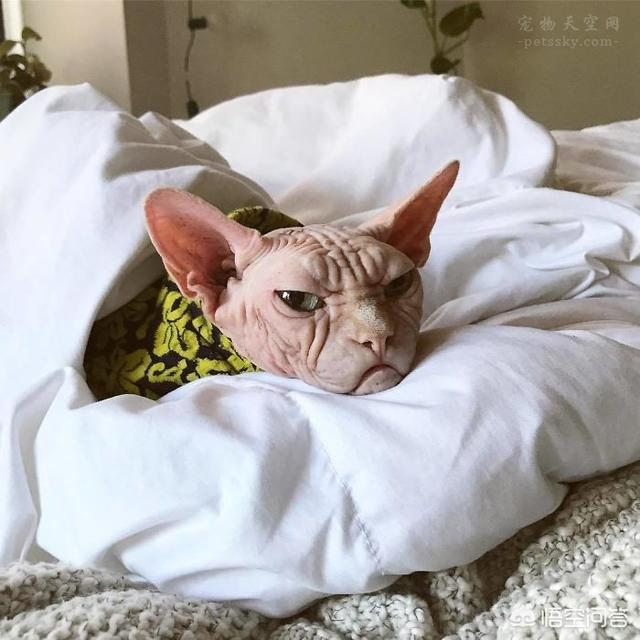 斯芬克斯猫可以纹身:为什么会有人喜欢养加拿大无毛猫？