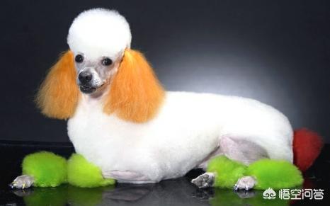 松狮犬图片:宠物狗用的染毛剂安全吗？