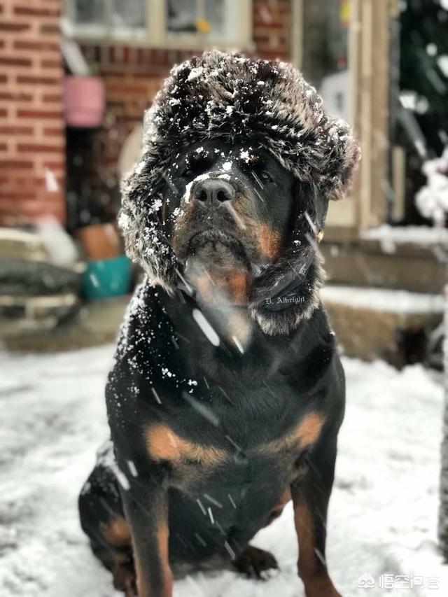 赛级罗威纳幼犬:赛级罗威纳幼犬挑选 养一只罗威纳犬是一种怎样的体验？
