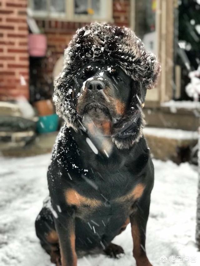 洛威拿:洛威拿犬 养一只罗威纳犬是一种怎样的体验？