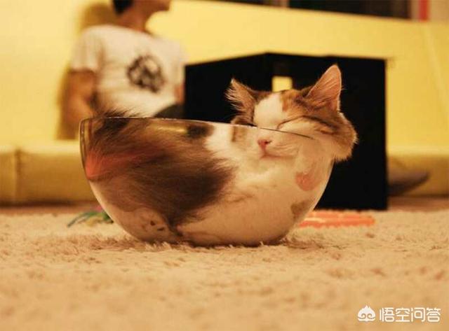 猫咪睡在猫砂盆:猫在什么情况下会拉在猫砂盆外边？