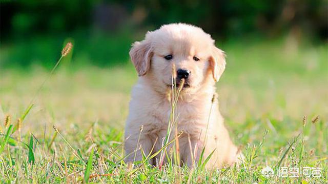 不同阶段金毛犬的饲养注意什么:饲养金毛犬时，那些雷区不能踩？