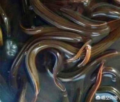 淡水鱼的种类价格:淡水鱼价格“涨势汹汹”为哪般？