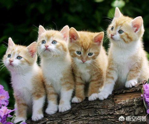 猫咪产后缺乳怎么办:猫咪生了5只小猫，但是没有奶水，该怎么办？