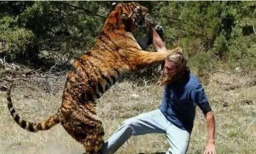 人类伤害东北虎资料:一个身体素质好的人经过训练有没有可能赤手空拳打死一头老虎？