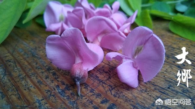 槐树里:农村槐树上结的紫色槐花能吃吗？