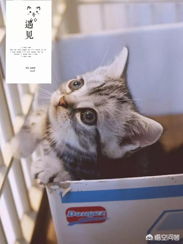 猫奴契约书图片:自从养了猫，你的生活发生了什么改变？