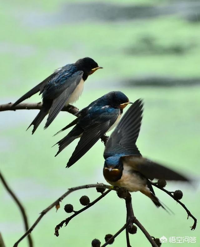 每年的燕子飞回北方它是依靠什么找到以前自己筑巢地点的