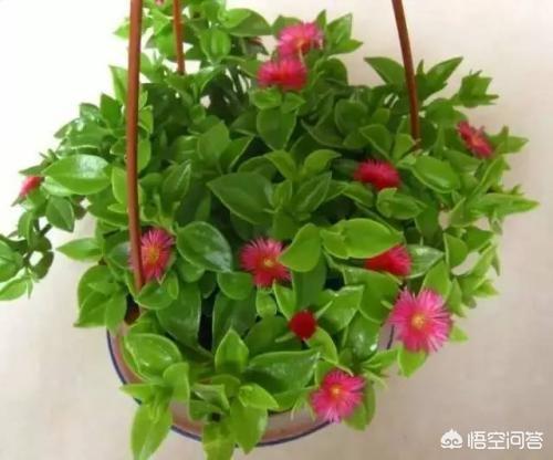 头条问答 牡丹吊兰能吃吗 57个回答