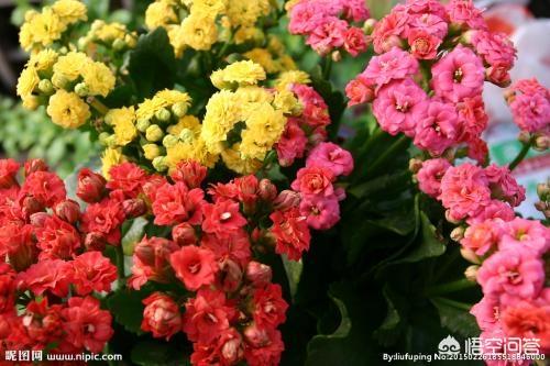 刚种的小叶桢楠树苗叶子发蔫:长寿花叶片发软是怎么回事？
