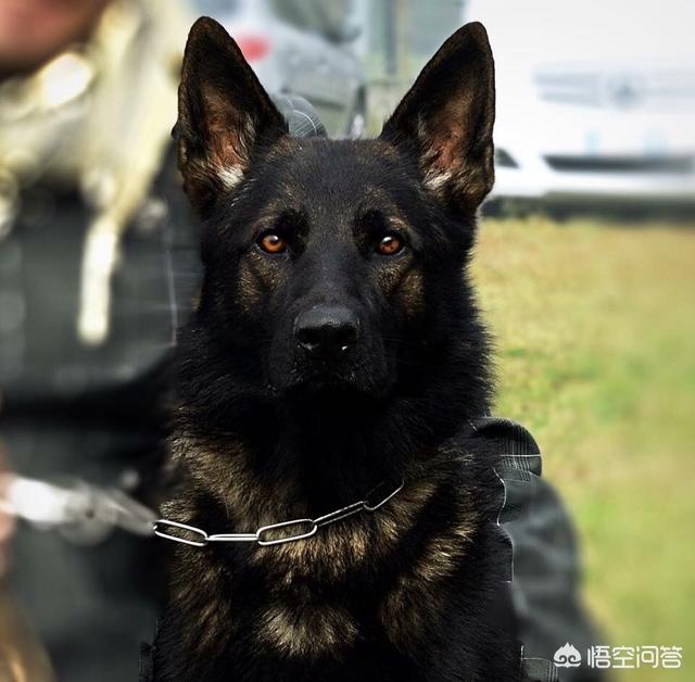 平背德牧犬图片大全:边牧犬图片大全 德牧分为东德，西德和锤系德牧吗？