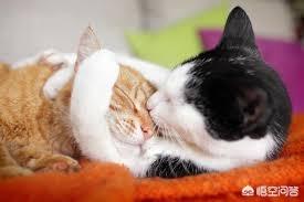 阎妮公猫端母猫的戏:猫咪配猫第一次见打架怎么办？
