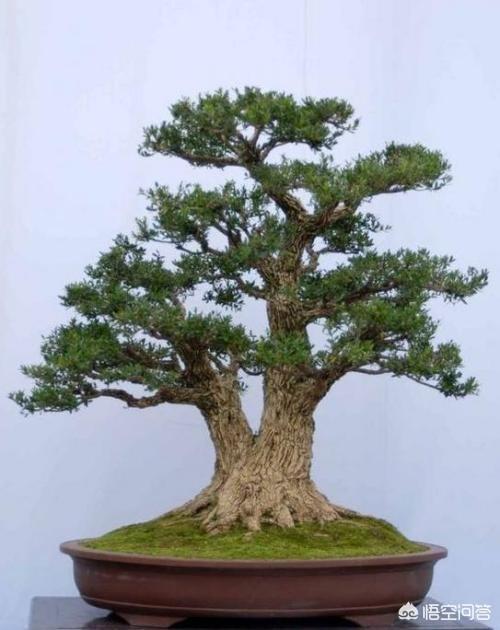 头条问答 - 雀舌黄杨盆景?(2个回答)