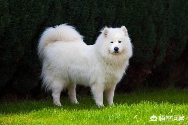 如何自制小藏獒狗粮:藏獒没有胃口吃东西，藏獒胃口不好怎么办？