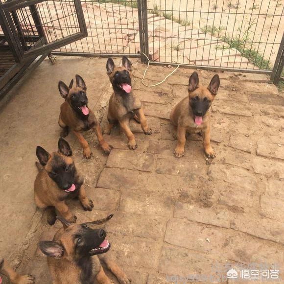 民间大头德牧论坛:德牧犬、东德犬、马犬、昆明犬相比，哪个最适合家养？